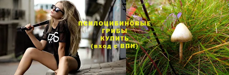 Галлюциногенные грибы Psilocybe  Сосновка 